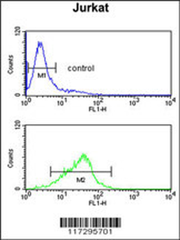 RBM14 Antibody (Center)