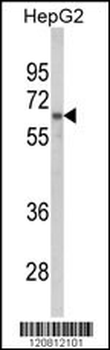 HNRPL Antibody (C-term)