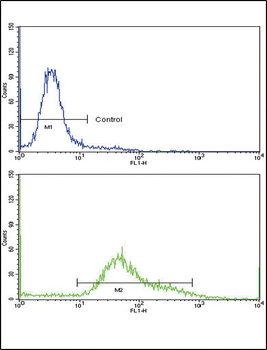 CD71 Antibody (C-term)