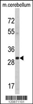 YWHAG Antibody (Center)