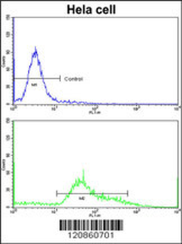 STRAP Antibody (C-term)