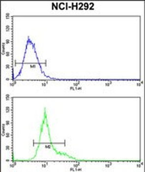 GSTO1 Antibody (Center)