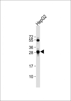 GSTO1 Antibody (Center)