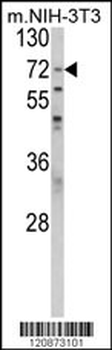 PABPC1 Antibody (Center)