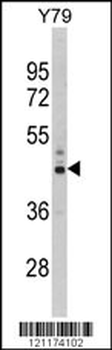 PSMD13 Antibody (C-term)