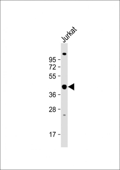 PSMD13 Antibody (C-term)
