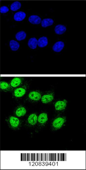 BAG1 Antibody (C-term)