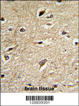 BAG1 Antibody (C-term)