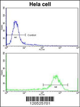CFL1 Antibody (N-term)