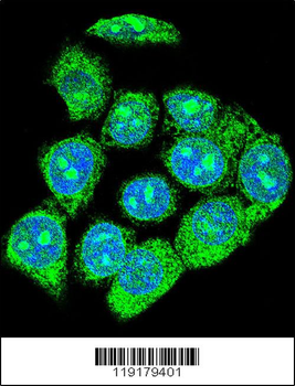 EGR1 Antibody (N-term)