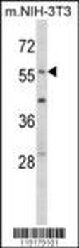 EGR1 Antibody (N-term)