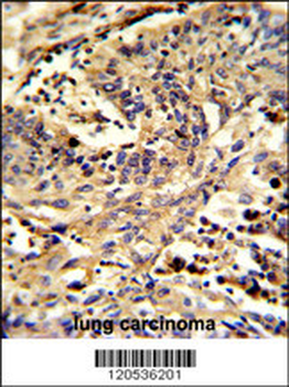 EIF3S5 Antibody (N-term)