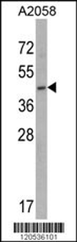 EIF3S5 Antibody (N-term)