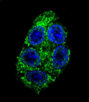 DDAH1 Antibody (C-term)