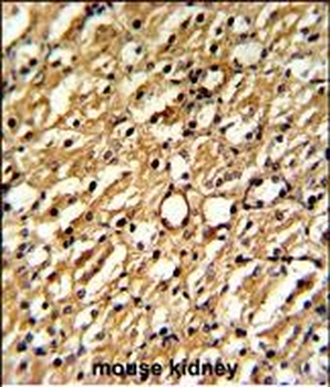 DDAH1 Antibody (C-term)
