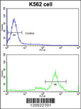 CCT3 Antibody (C-term)