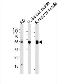 ENOB Antibody (Center)