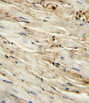 CD105 Antibody (Center E395)