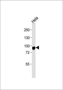 CD105 Antibody (Center E395)