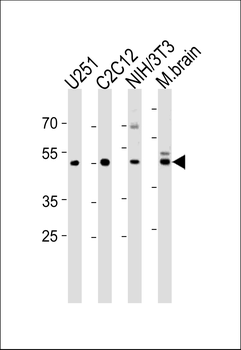 ENOA Antibody (N-term)