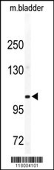 CD49e Antibody (C-term)
