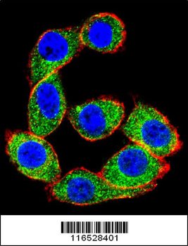 HSPA8 Antibody (C-term)