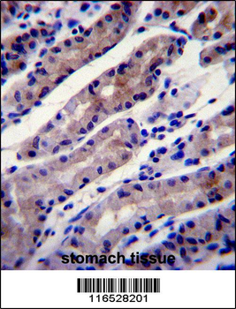 HSPA8 Antibody (C-term)
