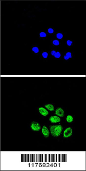 EXO1 Antibody (N-term)