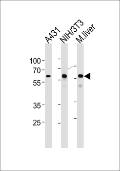 HSPD1 Antibody (C-term)
