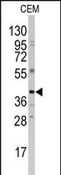 CCNB2 Antibody (Center)