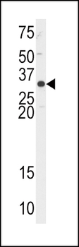 APEX1 Antibody (N-term)