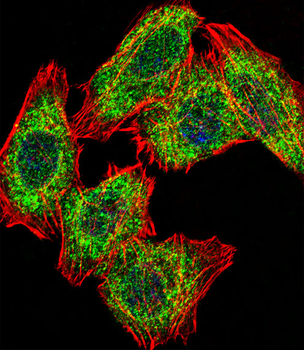 PA2G4 Antibody (Center R243)