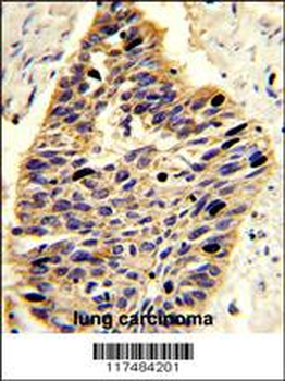 PA2G4 Antibody (Center R243)