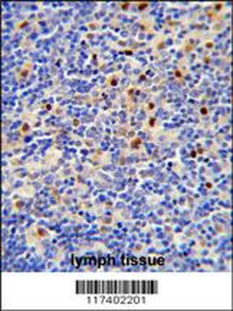LTA4H Antibody (Center)