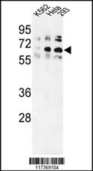 TRIP13 Antibody (N-term)
