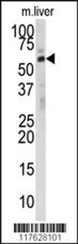 DHCR24 Antibody (N-term)