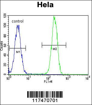 NPM1 Antibody (C-term)