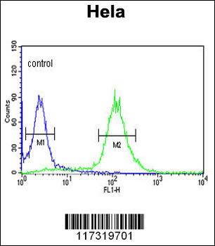 RFC5 Antibody (Center R185)