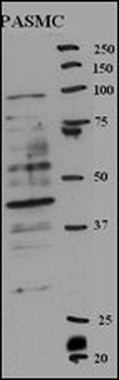 RFC5 Antibody (Center R185)