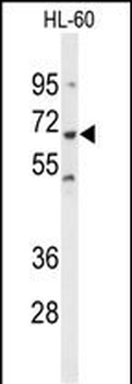 PTPN6 Antibody (Center)