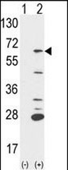 PTPN6 Antibody (Center)