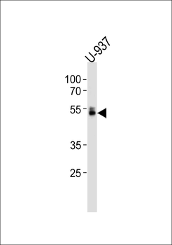 RUNX1 Antibody (S276)