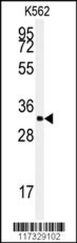 SFRS2 Antibody (N-term)