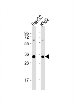 SFRS2 Antibody (N-term)