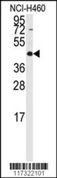 RMND5B Antibody (C-term)