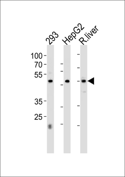 HNF4A Antibody (Center)