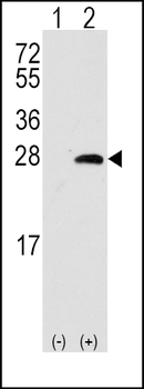 OPRS1 Antibody (Center)
