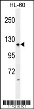 LGR5 (GPR49) Antibody (loop1)