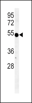 INDO Antibody (Center)
