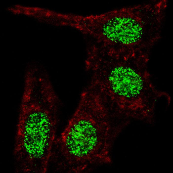 KLF4 Antibody